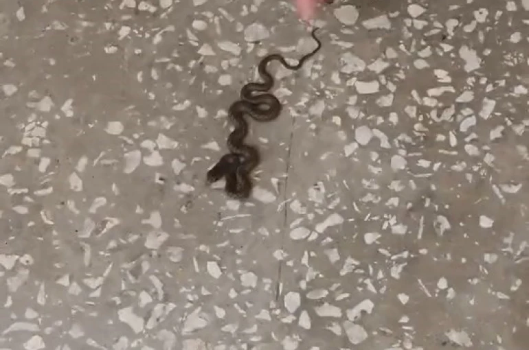 Okul koridorunda yılan paniği