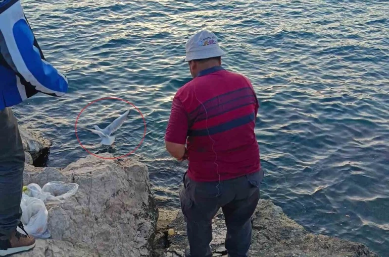 Oltaya bu kez balık yerine martı takıldı 