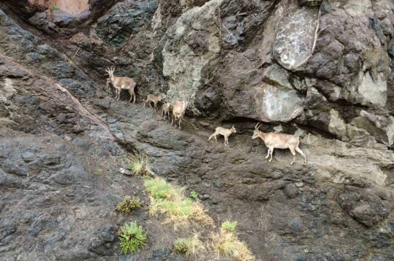 Oltu’da yaban keçilerinin görsel şöleni 