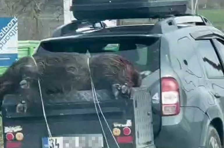 Ölü domuzu aracın arkasında taşıdılar 