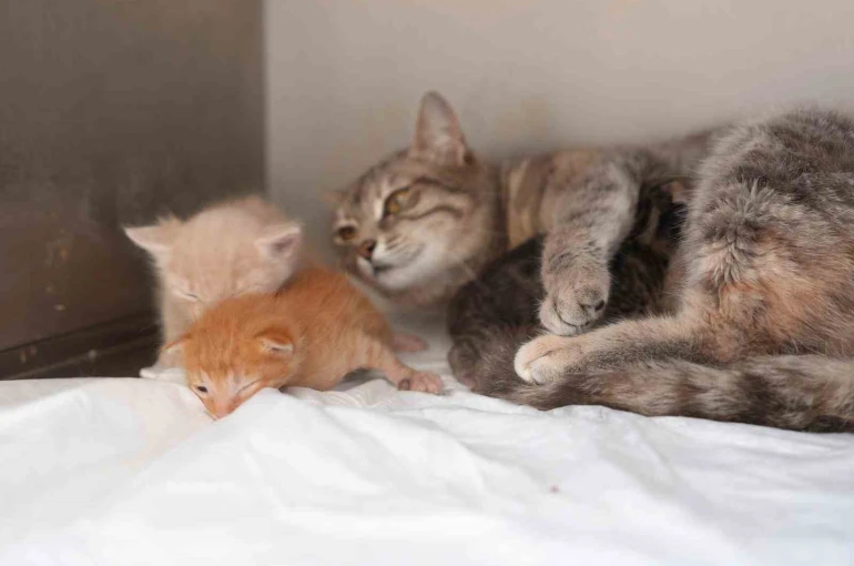 Ölümden dönen yavru kedilere süt anne kucak açtı 