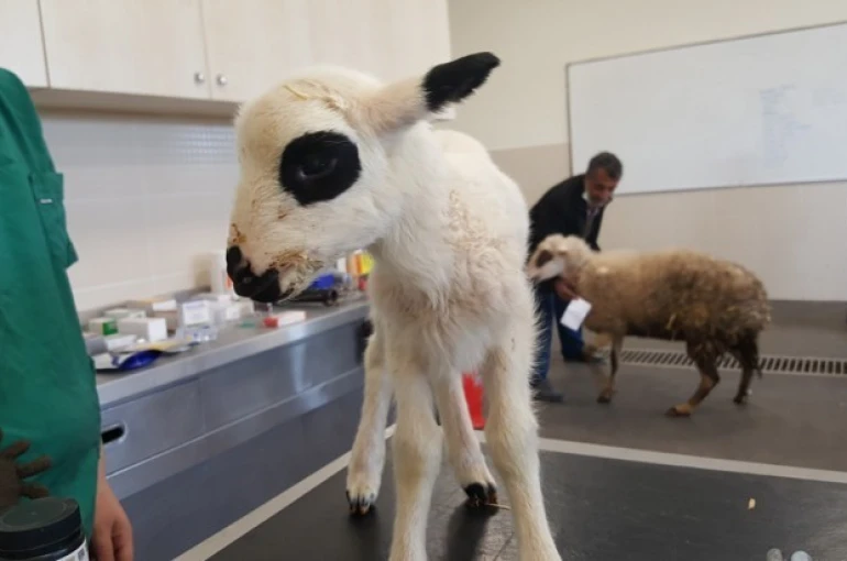 OMÜ Hayvan Hastanesi 2025’te 30 bin 842 hastaya hizmet verdi