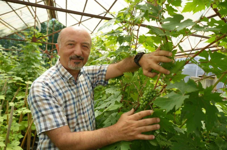 OMÜ’de geliştirilen yerli üzüm projesiyle hedef: İlaçsız yetişen çekirdeksiz ve kokulu üzüm 