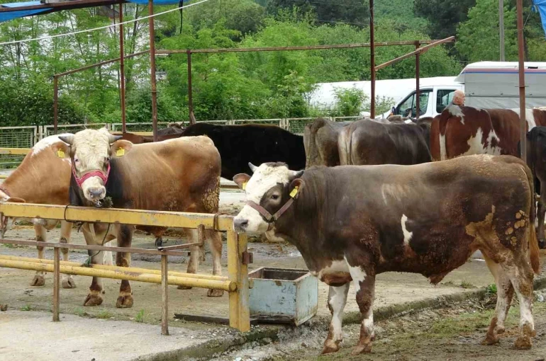 Ordu’da besiciler, gurbetçilerin yolunu gözlüyor 
