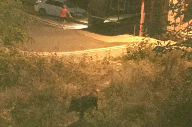 Ordu’da bir çocuk, domuz saldırısından son anda kurtuldu