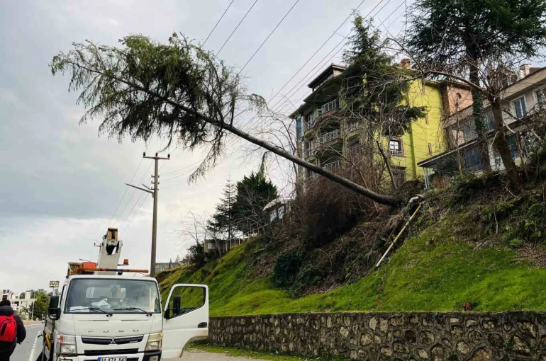 Ordu’da çam ağacı yüksek gerilim hattına devrildi 