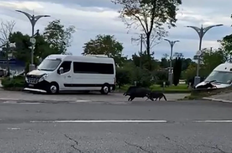 Ordu’da domuz sahil yoluna indi 
