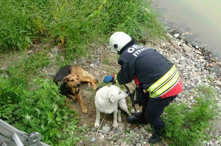 Ordu’da ırmak yatağında mahsur kalan köpekleri itfaiye kurtardı 