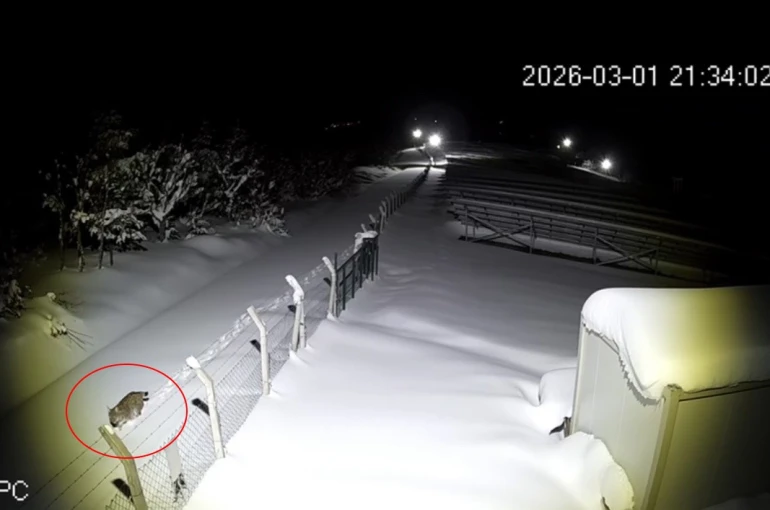 Ordu’da nesli tükenmekte olan vaşak görüntülendi 