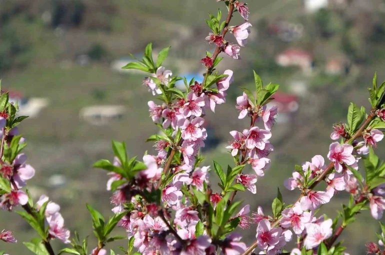 Ordu’da yalancı bahar: Meyve ağaçları kışın çiçek açtı 