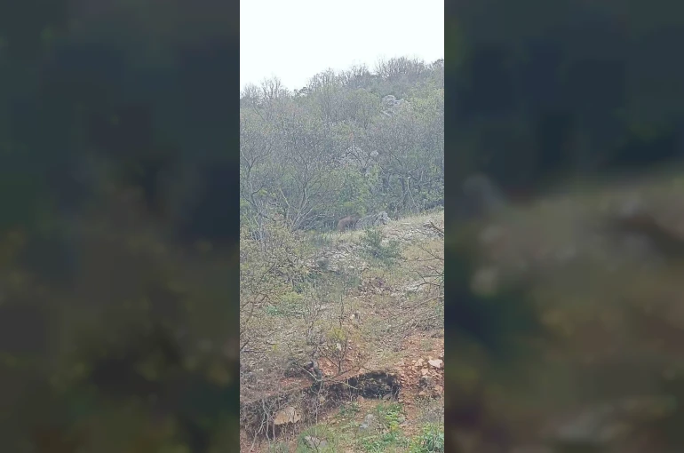Orhaneli yolunda ayı paniği kamerada 