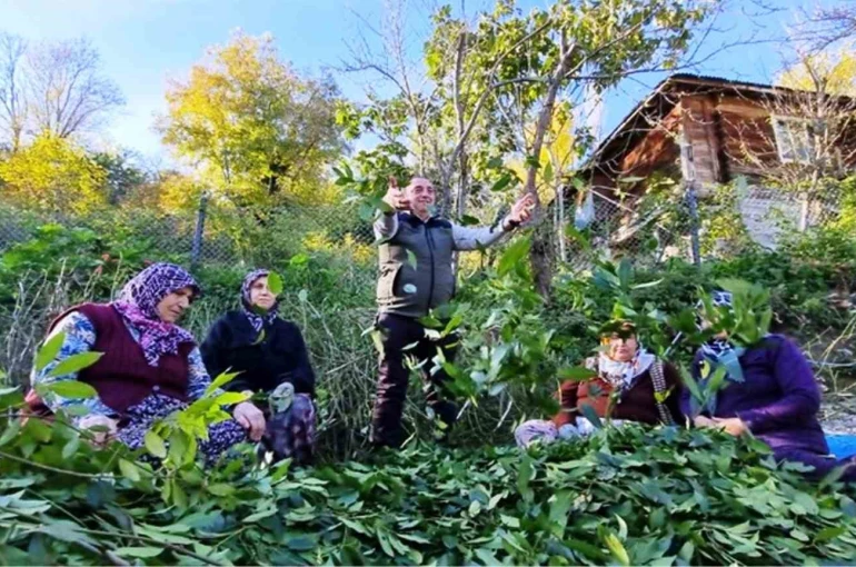 Orman köylüsü ekmeğini topraktan çıkartıyor 