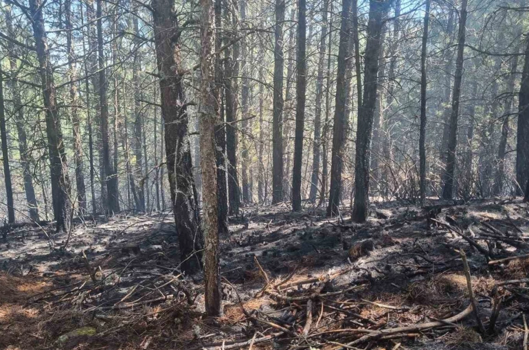 Orman yangını kontrol altına alındı 