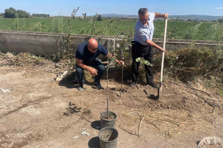 Orman yangınlarında kaybedilen her ağaç yerine 10 fidan 