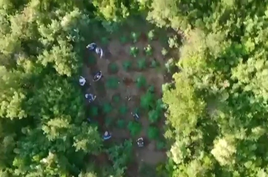Ormana kenevir bahçesi kuran zehir taciri yakayı ele verdi