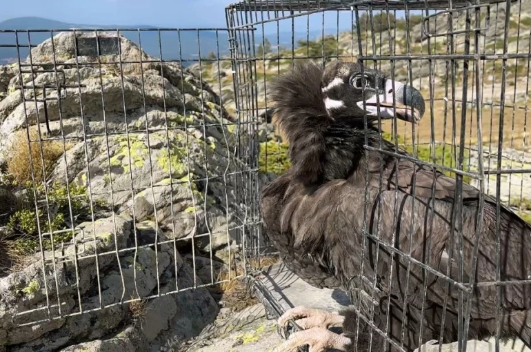 Ormanda hasta bulunan kara akbaba tedavi edildi