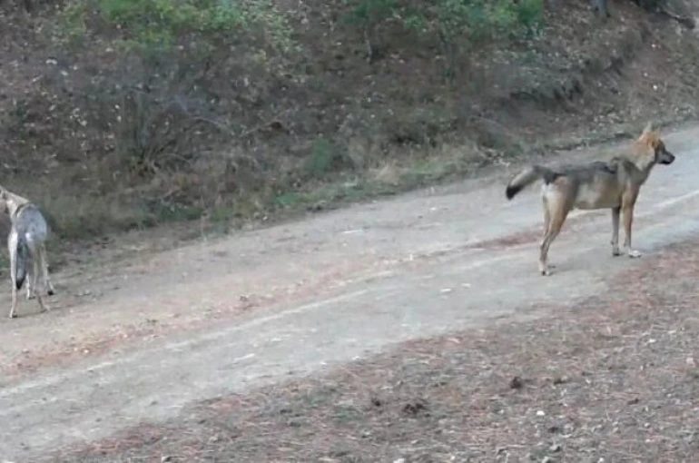 Ormanda yiyecek arayan kurtlar fotokapanda