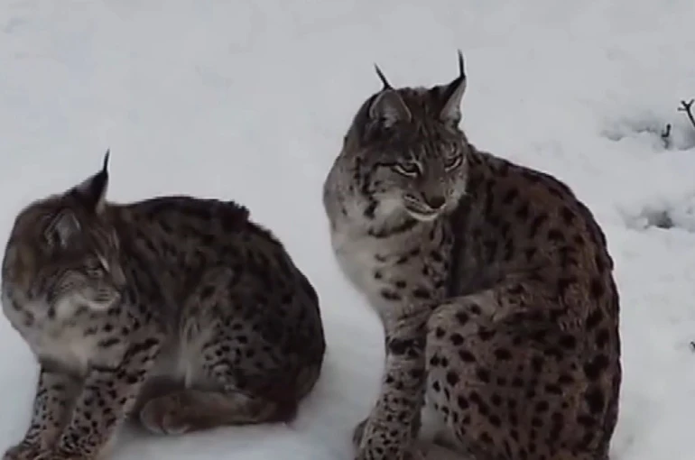 "Ormanın hayaleti" vaşak ailesi Refahiye’de havadan görüntülendi 