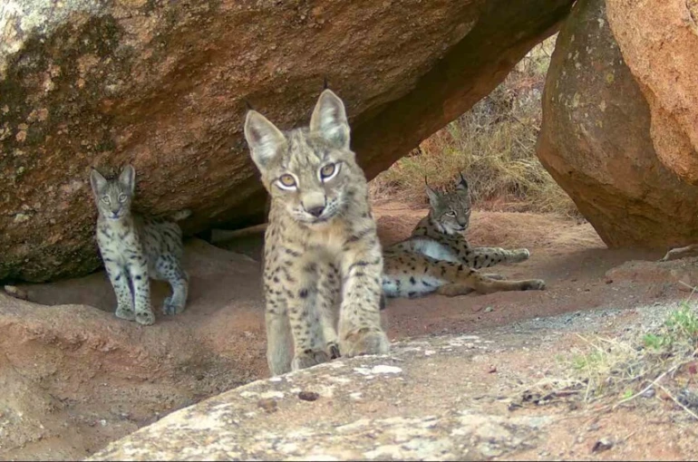 Ormanın hayaletleri ailece görüntülendi 