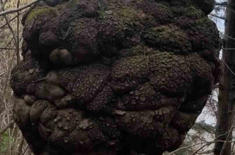 Ormanın kalbindeki ağaç yumrusu görenleri hayrete düşürdü