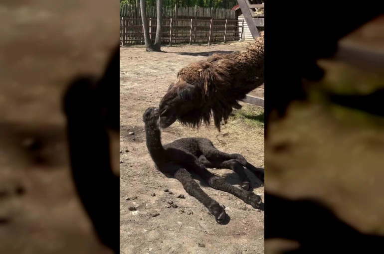 Ormanya’da doğan yavru deve için renkli kutlama 