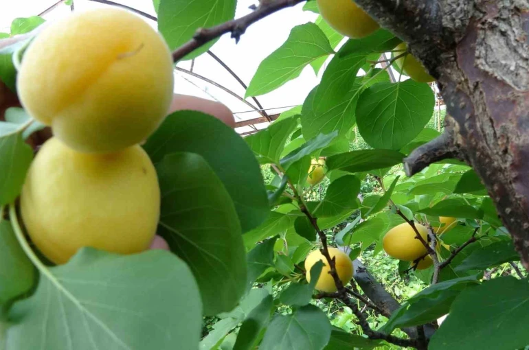 Örtü altında turfanda kayısı hasadı başladı 