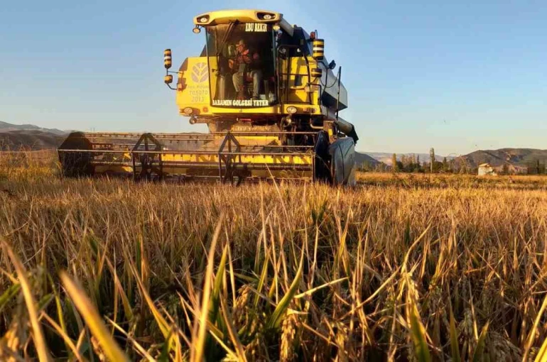 Osmancık’ın ’beyaz altını’nda hasat başladı: 20 bin dekar alanda üretim yapılıyor 