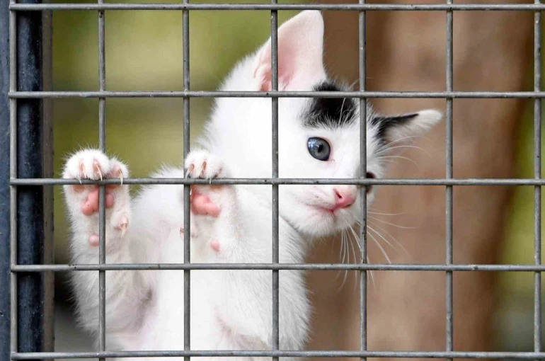 Osmangazi Belediyesi can dostların umudu oluyor 