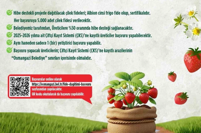 Osmangazi Belediyesi yüzde 50 hibeli çilek fidesi dağıtacak 
