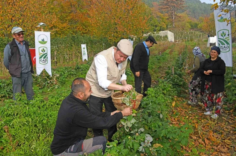 Osmangazi Belediyesinden dağ köylerinde ahududu seferberliği; hedef 100 dönüm 