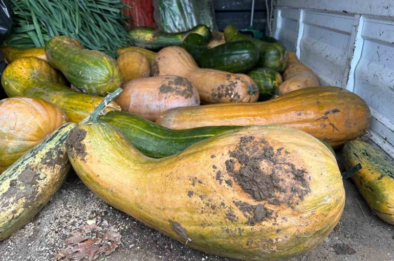 Osmangazi’de 30 kilogramlık Kıbrıs bal kabağı yetiştirildi