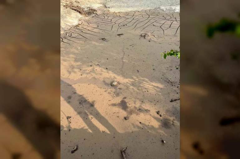 Osmaniye’de çamura saplanan kaplumbağayı itfaiye kurtardı