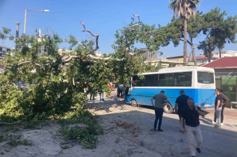 Osmaniye’de çınar ağacı, halk otobüsünün üzerine düştü: Saniyelerle kurtuldu
