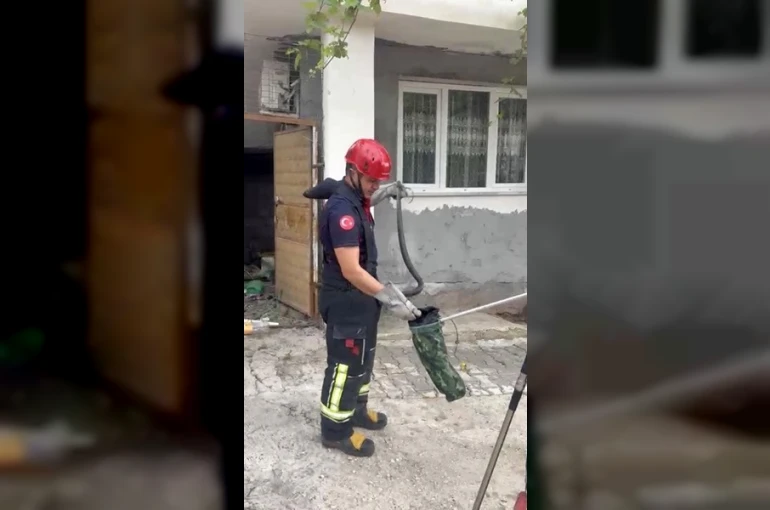 Osmaniye’de evin bahçesinde görülen yılan yakalandı 