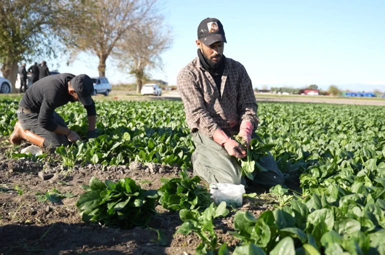 Osmaniye’de ıspanak hasadı başladı 