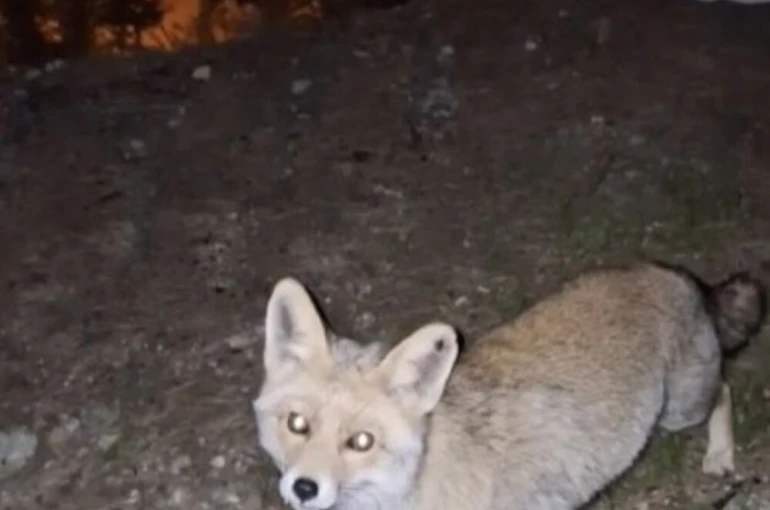 Osmaniye’de meraklı tilki, Osmaniye kömbesini geri çevirmedi 