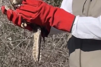 Osmaniye’de tedavileri tamamlanan şahinler, doğaya kanat çırptı