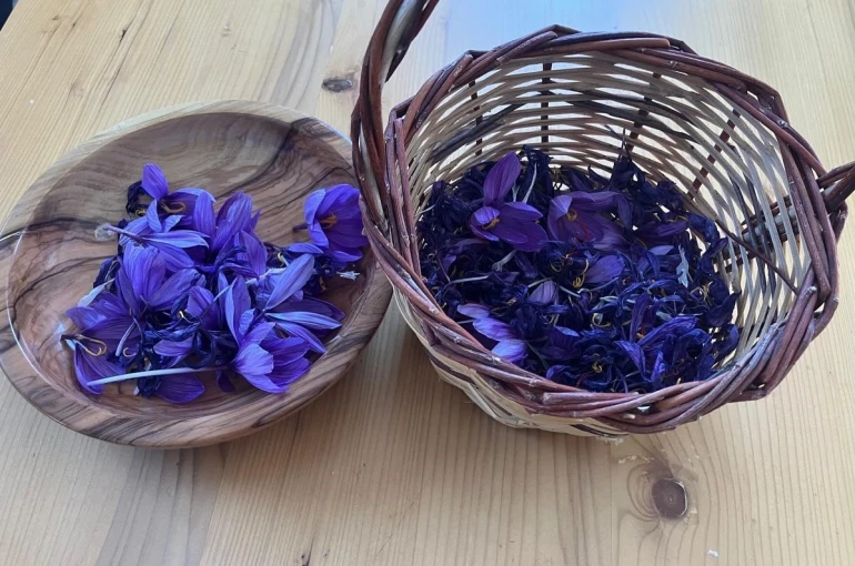 Osmaniye’de yüksek getirili safrana ilgi artıyor