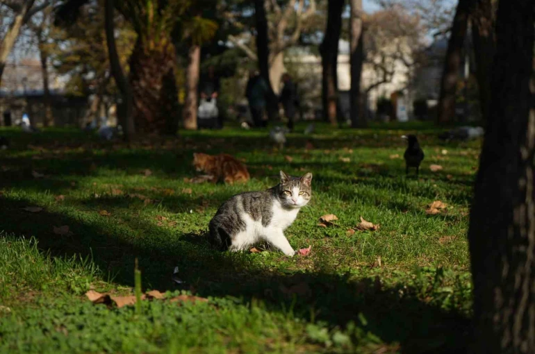 Osmanlı’dan miras "kedi sevgisi" İstanbul’da yaşatılıyor 