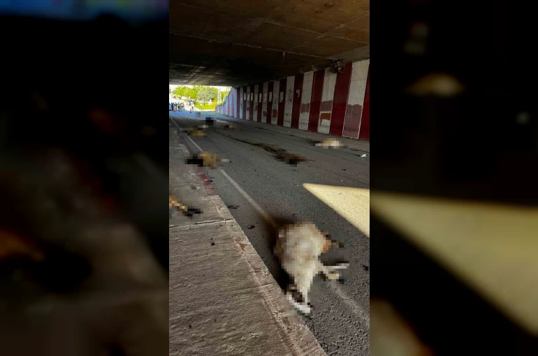 Otomobil sürüye daldı, 17 koyun telef oldu 