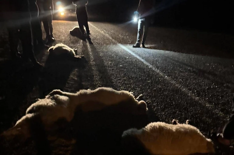 Otomobilin çarptığı 11 hayvan telef oldu