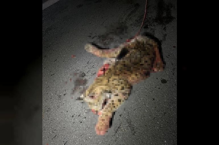 Otomobilin çarptığı koruma altındaki vaşak telef oldu 