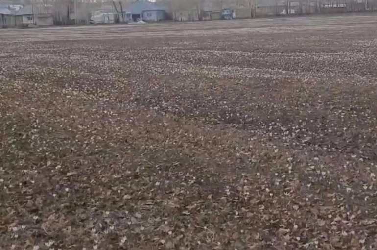 Özalp’te baharın müjdecisi çiğdemler açtı 