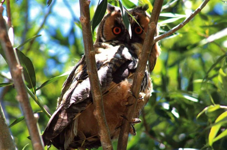 Özalp’te kulaklı orman baykuşu görüntülendi