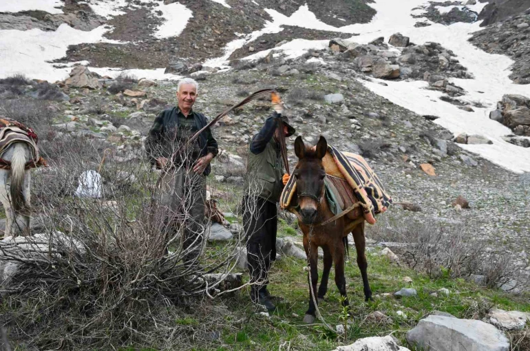 Pancar toplamak için dağ bayır demeden geziyorlar 