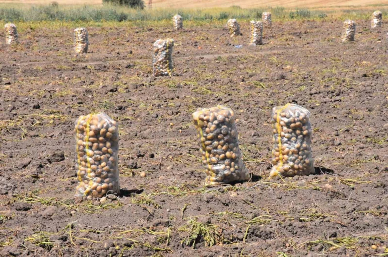 Patates üretiminde Türkiye’nin lokomotiflerinden Sandıklı’da hasat dönemi başladı