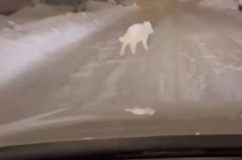 Patnos ilçe merkezinde kurt görüldü 