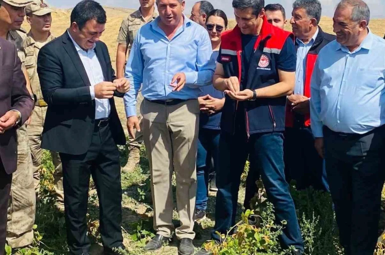 Patnos’ta fasulye hasadı başladı 