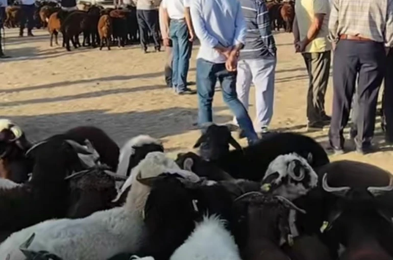 Patnos’ta hayvan pazarı yeniden açıldı 