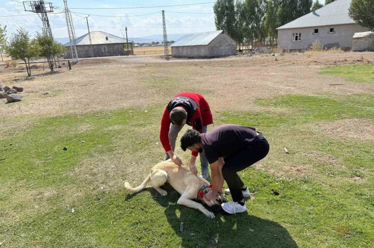 Patnos’ta köpeklere mikroçip ve kuduz aşısı uygulaması 